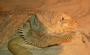 ohio bearded dragons for sale profile picture