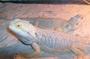 ohio bearded dragons for sale profile picture