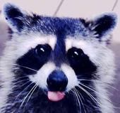 POOPY THE RABID RACCOON profile picture