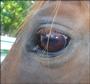 The Horse Rescue Foundation, Inc. profile picture