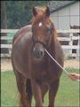 The Horse Rescue Foundation, Inc. profile picture