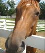 The Horse Rescue Foundation, Inc. profile picture