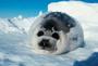 Save the seals profile picture