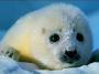 Save the seals profile picture