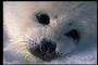 Save the seals profile picture