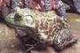 Wendell-Find out how you can help Frogs and Toads! profile picture