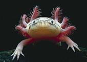 axolotl profile picture