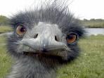 I Saw the Emu profile picture