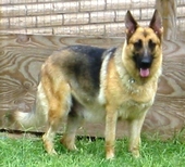 ajgermanshepherds