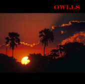 Owlls profile picture