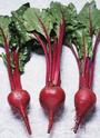 Whirled Beet profile picture