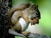 I wAnT tHaT nUt! profile picture