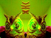 OWL BRAIN ATLAS profile picture