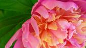 Peony profile picture