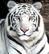 the_white_tiger_kalya