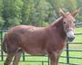 New England Equine Rescues profile picture