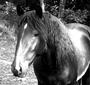 New England Equine Rescues profile picture