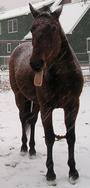 New England Equine Rescues profile picture