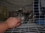 Eugene ze French Chinchilla profile picture