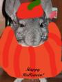 Eugene ze French Chinchilla profile picture