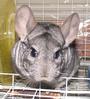 Eugene ze French Chinchilla profile picture