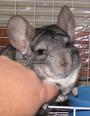 Eugene ze French Chinchilla profile picture