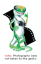 Geico Gecko profile picture