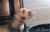 the_ferret