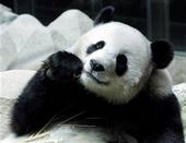 Panda profile picture