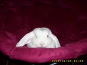 ♥ ~ Gweny, the Love Bunny ~♥ profile picture