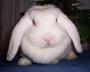 ♥ ~ Gweny, the Love Bunny ~♥ profile picture