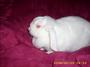 ♥ ~ Gweny, the Love Bunny ~♥ profile picture