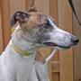 Minnesota Greyhound Rescue profile picture