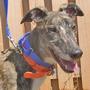 Minnesota Greyhound Rescue profile picture