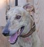 Minnesota Greyhound Rescue profile picture