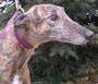 Minnesota Greyhound Rescue profile picture