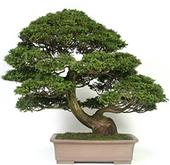 The Bonsai Tree profile picture