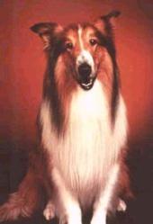 the_lassie