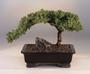 The Bonsai Tree profile picture