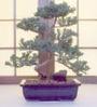 The Bonsai Tree profile picture