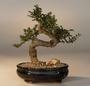 The Bonsai Tree profile picture