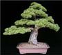 The Bonsai Tree profile picture