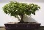 The Bonsai Tree profile picture