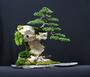 The Bonsai Tree profile picture