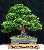 The Bonsai Tree profile picture