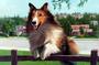 LASSIE profile picture