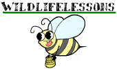 wildlifelessons profile picture