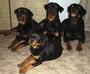 Lozano Rottweilers profile picture