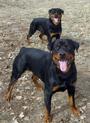 Lozano Rottweilers profile picture