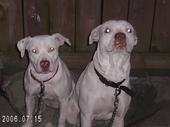 R.I.P. Chico & Jazzy! profile picture